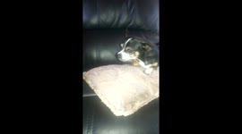 Growling Chihuahua