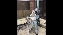 Husky cuddles wolf love haha man dressed in wolf costume to be dog