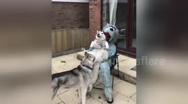 Newsflare Edit - Husky cuddles wolf love haha man dressed in wolf costume to be dog