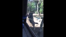 Wolf trying to escape Rome zoo