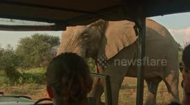 Another peaceful - yet breath-taking - encounter with an elephant!