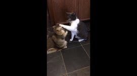 Cat battle