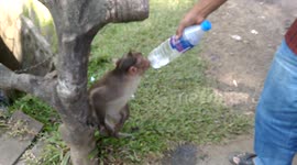 Thirsty Monkey gets a drink