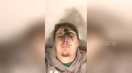 Newsflare Edit - Newsflare Edit - Brown tarantula found in utah on my face! Wild!!!