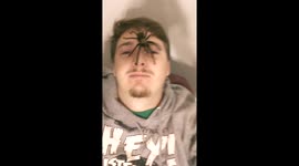 Utah Brown Tarantula