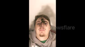Man places giant wild spider on face