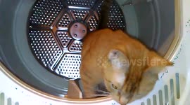 Kitty in Dryer