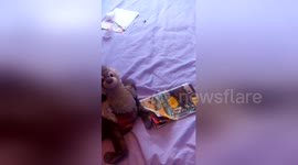 Newsflare Edit - Chippy the MONKEY ordering from a catalog   .
