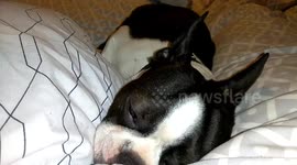 Nicky Snoring