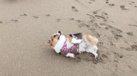 Spring 2017 SoCal Corgi Beach Day