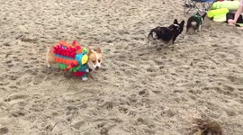 Hundreds of corgis gather for Corgi Beach Day