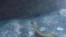Octopus attacks moray eel