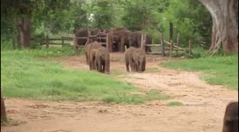 Cute baby orphan elephants run in for their dinner at Udawalawe Elephant Transit Home in Sri Lanka