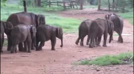Adult and baby elephants return back to open land in the rain after receiving some food