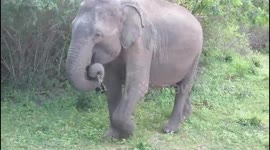Wild elephant in Udawalwe National Park in Sri Lanka