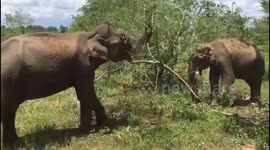 Two wild elephants filmed having lunch at Udawalwe National Park in Sri Lanka