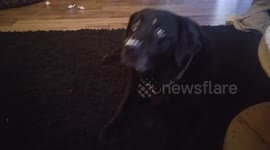 Who ate the dip?? Guilty dog