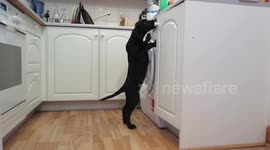 Labrador puppy stands to try and reach food on kitchen surface