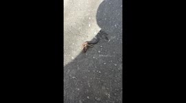 weird worm