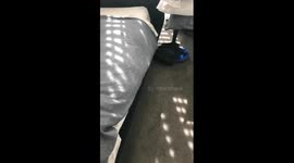 When your dog refused to get off the bed so you make him in it.