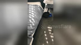 Newsflare Edit - When your dog refused to get off the bed so you make him in it.