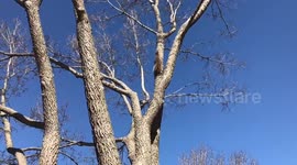 Naughty squirrel steals Easter egg during hunt