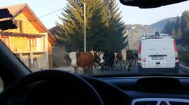 Cows on the road