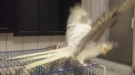 Bird trying to fly