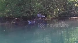 Goose Nest on River on a Hot Day