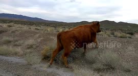 Open Range Cows