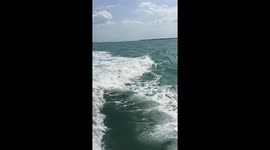 Dolphins playing with boat off the coast of Florida