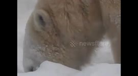 Polar bear cub in Manitoba, Canada enjoying the snow