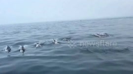 Hundreds of dolphins surround boats off Chinese coast