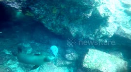Sea lion plays with puffer fish like a ball