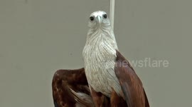 Brahminy kite visits the neighborhood