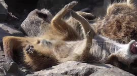 Meerkats sunbathing during British heatwave