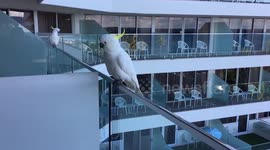 Australian cockatoo birds walking funny on railing