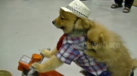 Cute dog drives around on motorized bike