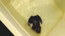 The frog that calls for its mum like a human baby