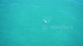 Pacific white sided dolphin calf swim with mother