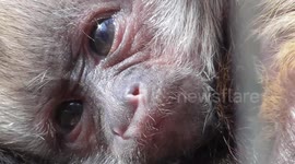 Yellow breasted capuchin monkey shows off her newborn at Dudley zoo