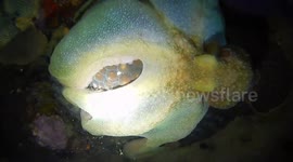 Hungry octopus filmed feeding during night dive