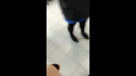 Dog reunited with owner