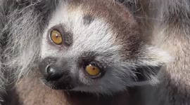 Newborn baby lemur poses for the camera