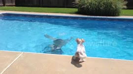 Dog panics whenever owner goes underwater in swimming pool