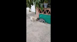 Pugandcat : like cat and dog