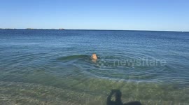Dog and dolphin play together on Australian sea shore