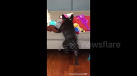 French Bulldog struggles to reach his favorite toy.