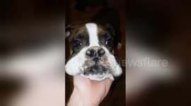 Guilty boxer confronted after spilling owner's protein powder on carpet