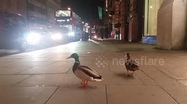 Just two ducks lost in London